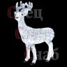 deer.jpg