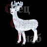 deer.jpg